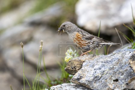 Alpine Accentor, Prunella collaris. A typical bird of the rocky mountains.