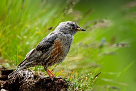 Alpine Accentor, Prunella collaris. A typical bird of the rocky mountains.