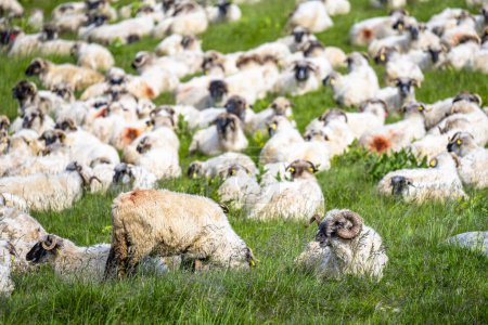 Téléchargez les photos : Un énorme troupeau de moutons sur un pâturage de montagne dans les montagnes Parang, Roumanie. - en image libre de droit