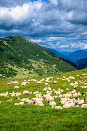 Foto de Una gran bandada de ovejas en un pasto de montaña en las montañas Parang, Rumania. - Imagen libre de derechos