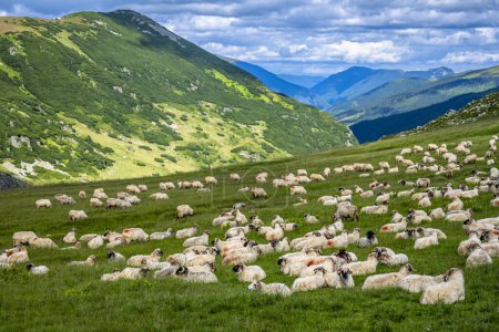 Téléchargez les photos : Un énorme troupeau de moutons sur un pâturage de montagne dans les montagnes Parang, Roumanie. - en image libre de droit