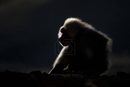 Téléchargez les photos : Silhouette d'un singe dans un fond sombre. Babouin Hamadryas, Papio hamadryas, Les montagnes Asir, Arabie Saoudite. - en image libre de droit