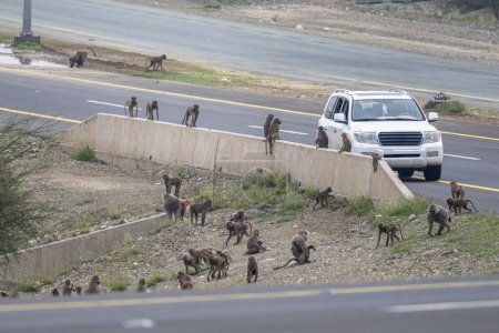Téléchargez les photos : Troupeau de singes en attente de nourriture près de la route dans les montagnes Asir en Arabie Saoudite. - en image libre de droit