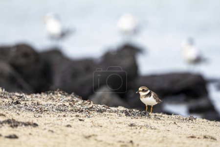Photo for Common Ringed Plover, Charadrius hiaticula - Royalty Free Image