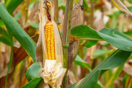 Foto de Mazorca de maíz fresca en un campo de maíz orgánico por la mañana. - Imagen libre de derechos
