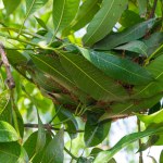 Red Ant's Nest on the Mango Tree, Raw and delicious Ingredients from Nature.