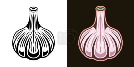 Téléchargez les illustrations : Garlic spice product vector colored illustration in two styles black on white and colorful on dark background - en licence libre de droit