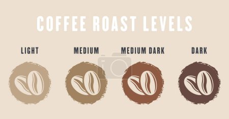 Illustration for Coffee roast levels vector illustration on light backgroundCoffee roast levels vector illustration - Royalty Free Image