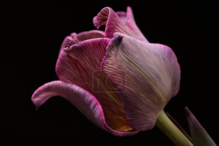Téléchargez les photos : Studio Shot of magenta Colored Tulip Flower Large Depth of Field Macro. - en image libre de droit