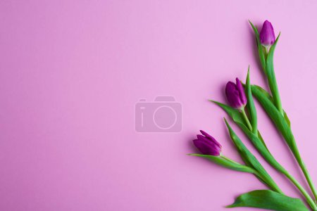 Téléchargez les photos : Fresh flower composition, a bouquet of pink tulips, magenta background. Greeting concept, international Women's, Valentines, or Mother's Day, - en image libre de droit