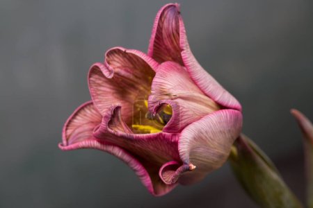 Téléchargez les photos : Studio Shot of magenta Colored Tulip Flower Large Depth of Field Macro. - en image libre de droit