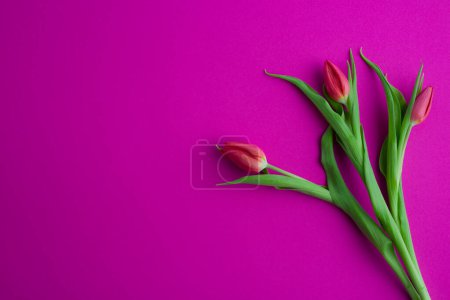 Téléchargez les photos : Fresh flower composition, a bouquet of pink tulips, magenta background. Greeting concept, international Women's, Valentines, or Mother's Day, - en image libre de droit