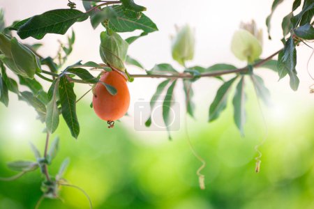 Foto de Ciruela mariana, mango mariano o plango es la fruta cultivada más popular en las provincias de Nakhon Nayok.La temporada de cosecha dura de febrero a marzo.. - Imagen libre de derechos