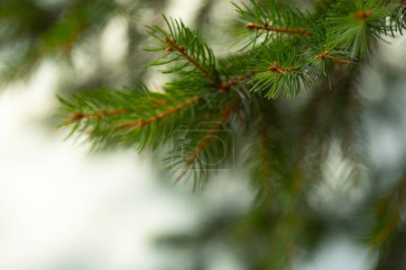 Foto de Rama de abeto. Hermosa rama de abeto con agujas. Árbol de Navidad en la naturaleza. Abeto verde. Abeto de cerca. - Imagen libre de derechos