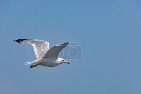 Seagull flies in the sky, blue sky