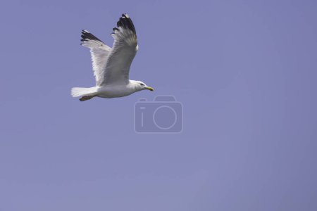 Foto de La gaviota vuela en el cielo, el cielo azul - Imagen libre de derechos