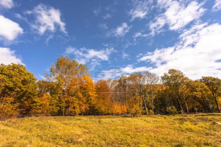 Foto de El cálido sol de otoño brillando a través de copas de árboles dorados, con hermoso cielo azul brillante - Imagen libre de derechos