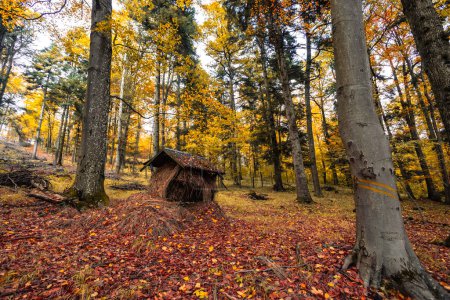 Foto de Estante de alimentación de madera de pie en el bosque. Lugar de alimentación para caza silvestre. Temporada de primavera. - Imagen libre de derechos