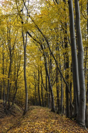 Foto de Naturaleza del bosque otoñal. Mañana vívida en un colorido bosque con rayos de sol a través de ramas de árboles. Paisaje de la naturaleza con luz solar - Imagen libre de derechos