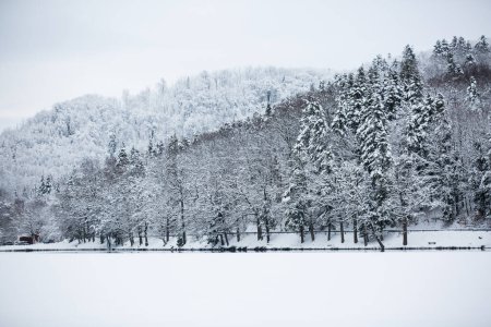 Téléchargez les photos : Des arbres dans la neige. Paysage hivernal. Géoparc en Europe. Lac gelé. - en image libre de droit