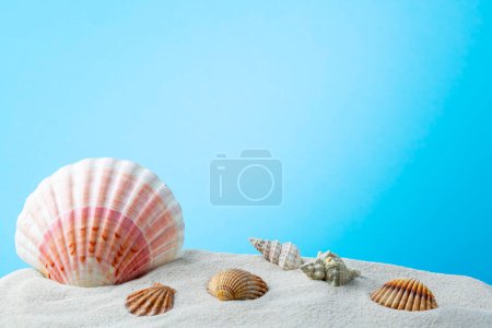 Foto de Conchas marinas sobre un fondo azul playa de arena - Imagen libre de derechos