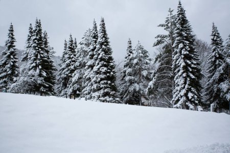 Foto de Increíbles vistas de abetos nevados mágicos en la montaña cubierta de nieve fresca. - Imagen libre de derechos