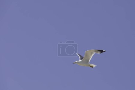 Foto de La gaviota vuela en el cielo, el cielo azul - Imagen libre de derechos