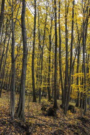Foto de Naturaleza del bosque otoñal. Mañana vívida en un colorido bosque con rayos de sol a través de ramas de árboles. Paisaje de la naturaleza con luz solar - Imagen libre de derechos