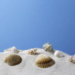 seashells on a sandy beach blue background