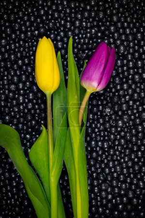 Foto de Tulipanes coloridos sobre fondo negro - Imagen libre de derechos