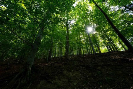Foto de Rayos de sol a través de árboles gruesos ramas en bosque verde denso - Imagen libre de derechos