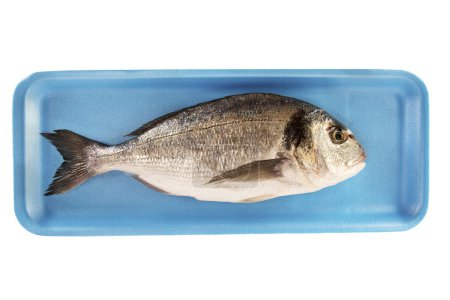 Gilthead raw fish in a styrofoam container at the supermarket. Isolated on white background.