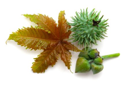 Top view of Castor fruits (Ricinus communis) with a castor leaf. Isolated on a white background
