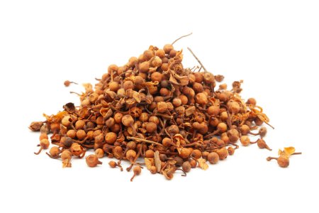 Close-up of Dry Organic CeylonIronwood or Nagkesar (Mesua ferrea) seeds, isolated on a white background. Front view