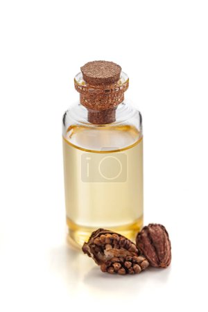 Dry organic Black cardamom (Amomum subulatum), along with its essential oil. Isolated on a white background.