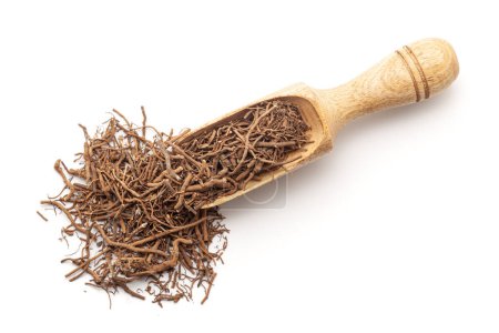 Top view of a wooden scoop filled with Organic sarpagandha  (Rauvolfia serpentina) roots. Isolated on a white background.