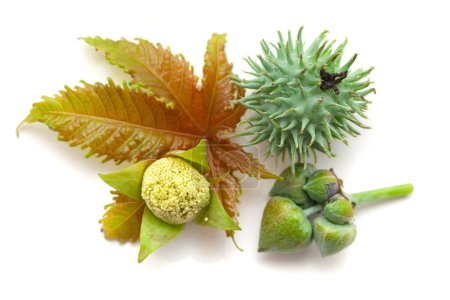 Top view of Castor fruit (Ricinus communis) with a castor leaf and flower. Isolated on a white background