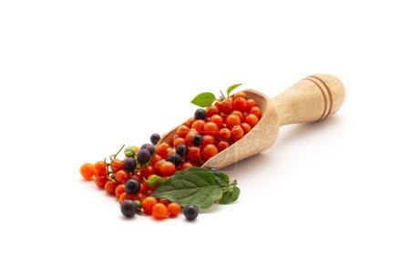 Vue de face d'une cuillère en bois remplie de morelle rouge et noire bio fraîche ou de fruits Makoy (Solanum nigrum). Isolé sur fond blanc.