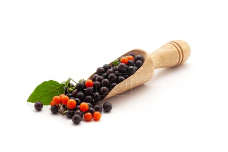 Vorderseite einer hölzernen Schaufel, gefüllt mit frischem, schwarzem und rotem Nachtschatten oder Makoy-Früchten (Solanum nigrum). Isoliert auf weißem Hintergrund.