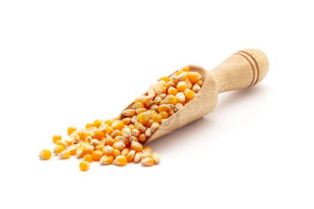 Front view of a wooden scoop filled with Organic Corn Seeds (Zea mays) or Makka. Isolated on a white background.