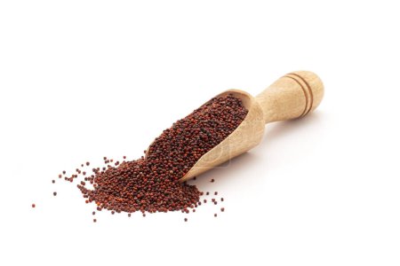 Front view of a wooden scoop filled with Organic Ragi (Eleusine coracana) or finger millet. Isolated on a white background.