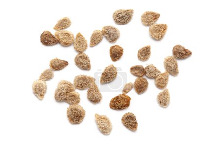 Close-up of Dried Organic Tomato (Solanum lycopersicum) seeds, isolated on a white background. Top view.