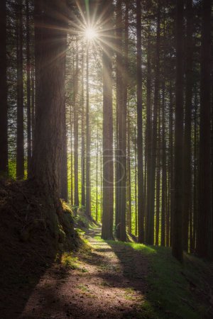 Acquerino Naturreservat Wald. Douglasien und Wanderwege am Morgen, Herbstzeit, Apennin, Toskana, Provinz Pistoia, Italien, Europa