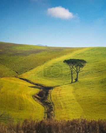 Photo pour Two stone pine trees in a green field and a solitary cloud in the sky. Countryside landscape in Santa Luce, in Colline Pisane territory. Pisa province, Tuscany region. Italy - image libre de droit