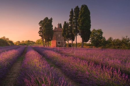 Blühende Lavendelfelder, Zypressen und die Kirche Oratorium di San Guido. Bolgheri, Provinz Livorno, Region Toskana, Italien