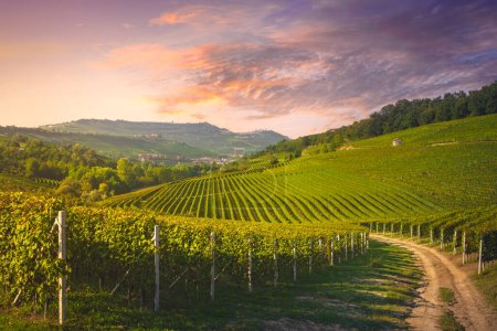 Vista de los viñedos de Langhe al atardecer, pueblos de Barolo y La Morra al fondo, Patrimonio de la Humanidad de la Unesco, región del Piamonte. Italia, Europa.