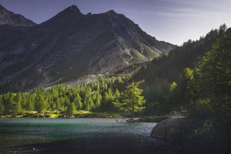 Photo for A lonely fir tree along the shores of Lake Arpy at sunset in summer. Morgex, Aosta Valley region, Italy - Royalty Free Image