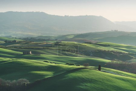 Primavera en Toscana, colinas onduladas y campos de trigo al final de la tarde. Paisaje en Pienza, Val d 'Orcia, Italia