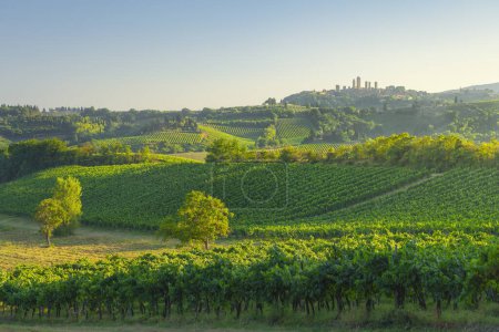 Téléchargez les photos : Vignobles dans la campagne de San Gimignano. Vous pouvez voir les tours du village de San Gimignano sur la droite en arrière-plan. Province de Sienne, région Toscane, Italie - en image libre de droit