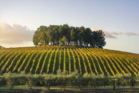 Téléchargez les photos : Groupe d'arbres sur une colline au-dessus d'un vignoble. Paysage dans la région du Chianti au coucher du soleil en automne. Castelnuovo Berardenga, Toscane - en image libre de droit